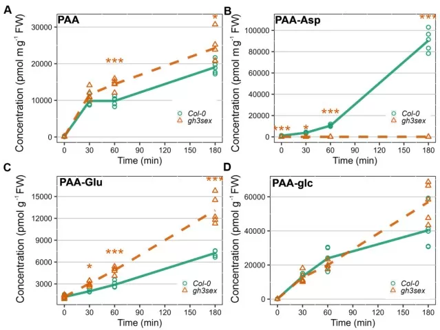 Phenylacetic acid metabolism in Arabidopsis